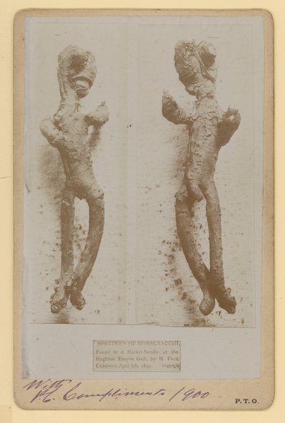 عينة من الفجل بواسطة مصور انجليزى