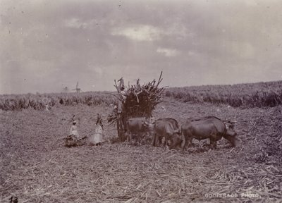 مزرعة السكر ، بربادوس ، 1880 بواسطة مصور انجليزى