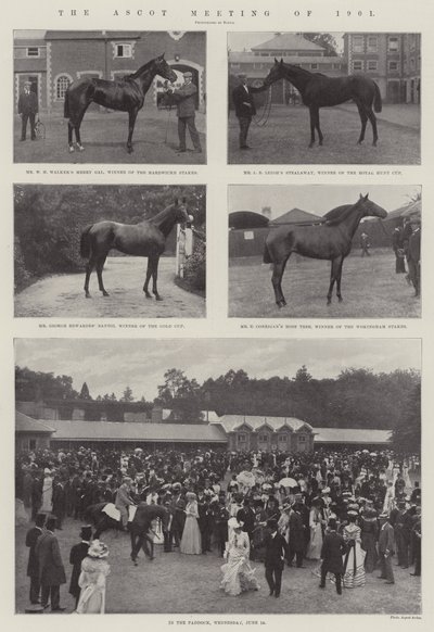 اجتماع أسكوت لعام 1901 بواسطة English Photographer