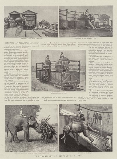 نقل الفيلة في الهند بواسطة English Photographer