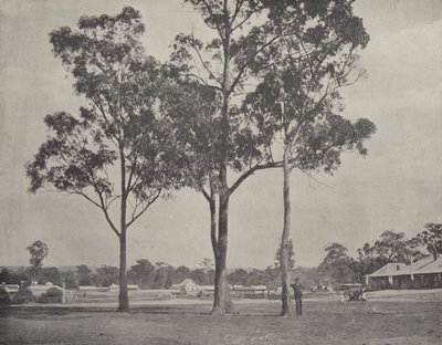 Toongabbie بواسطة مصور انجليزى