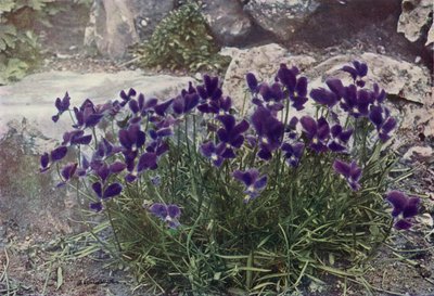 فيولا غراسيليس (صورة ملونة) بواسطة مصور انجليزى