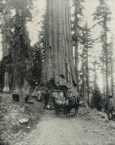 "Wawona" Big Tree ، ماريبوسا جروف ، كاليفورنيا (صورة أبيض وأسود) بواسطة مصور انجليزى
