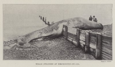 حوت عالق في Birchington على البحر بواسطة مصور انجليزى