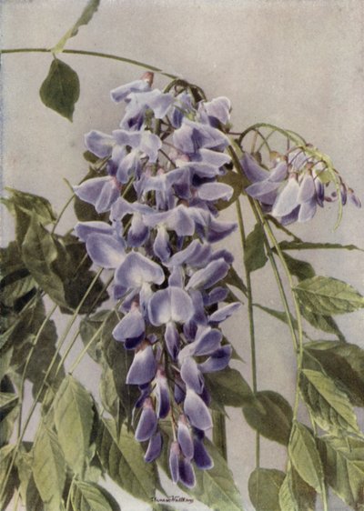 ويستاريا تشينينسيس (صورة ملونة) بواسطة مصور انجليزى