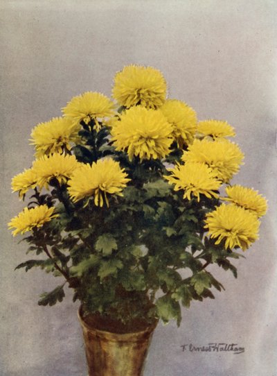 كابريس دو برينتيمب الأصفر بواسطة مصور انجليزى