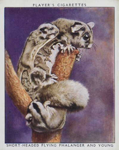 Zoo babies: Short-Headed Flying Phalanger and Young (photo) بواسطة مصور انجليزى