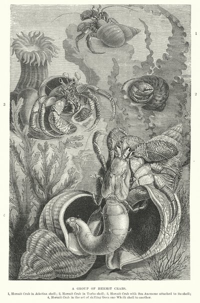 مجموعة من السلطعون الناسك (نقش) بواسطة مدرسة اللغة الإنجليزية