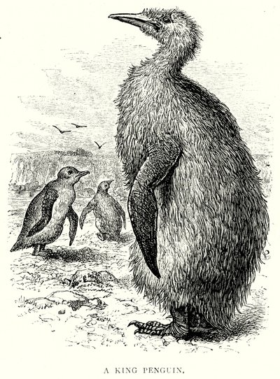 بطريق ملكي (نقش) بواسطة مدرسة اللغة الإنجليزية