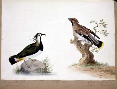 A Lapwing و Waxwing بواسطة مدرسة اللغة الإنجليزية