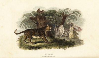 نمر ، Panthera tigris ، خائف من امرأة إنجليزية تلوح بمظلة بواسطة مدرسة اللغة الإنجليزية