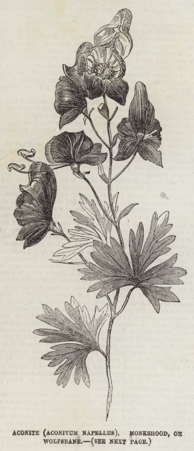 البيش (Aconitum Napellus) أو Monkshood أو Wolfsbane (النقش) بواسطة مدرسة اللغة الإنجليزية