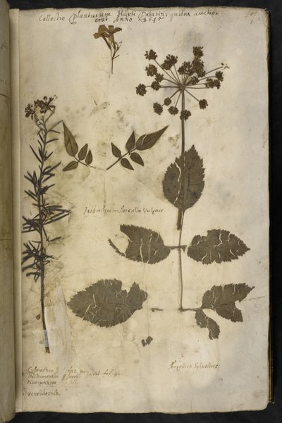أضف MS 78334 f.3r عينة نباتات مجففة مع شرح ، من "Hortus Hyemalis" ، بقلم John Evelyn بواسطة مدرسة اللغة الإنجليزية