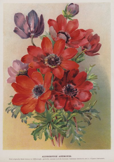 Aldborough Anemones بواسطة مدرسة اللغة الإنجليزية