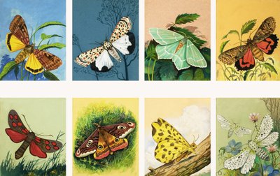 جميع أنواع العث بواسطة مدرسة اللغة الإنجليزية