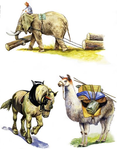جميع أنواع الحيوانات العاملة بواسطة مدرسة اللغة الإنجليزية