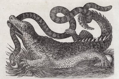 Alligator (engraving) بواسطة مدرسة اللغة الإنجليزية