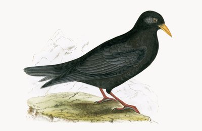 جبال الألب Chough ، توضيح من "تاريخ طيور أوروبا غير المرصودة في الجزر البريطانية" بقلم تشارلز روبرت بري (1811-1886) ، نشر عام 1867 بواسطة مدرسة اللغة الإنجليزية