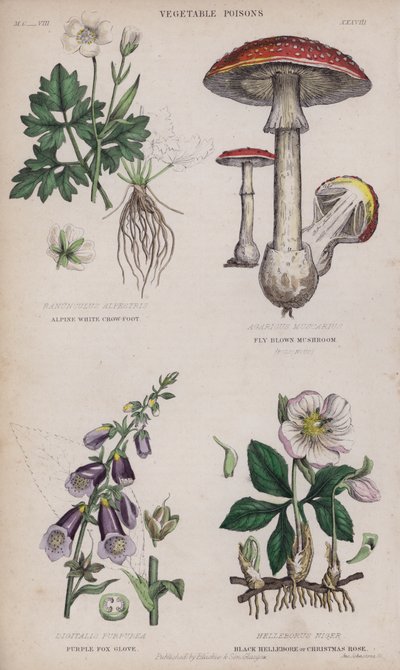 جبال الألب الأبيض كرو القدم ؛ يطير الفطر البني. قفاز الثعلب الأرجواني. Black Hellebore أو Christmas Rose (نقش ملون) بواسطة مدرسة اللغة الإنجليزية