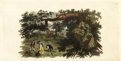 مستوطنون أمريكيون يلقون العصي على السناجب الرمادية في الأشجار بواسطة مدرسة اللغة الإنجليزية