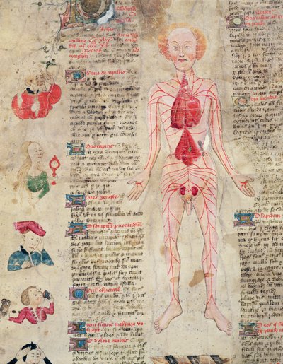 مخطط تشريحي ، من De arte phisicali e de cirugia بقلم جون أرديرن ، 1412 بواسطة مدرسة اللغة الإنجليزية
