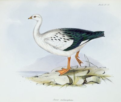 Anser Melanopterus ، من علم الحيوان في رحلة HMS Beagle 1832-36 ، بقلم تشارلز داروين (1809-92) ، 1840 بواسطة مدرسة اللغة الإنجليزية