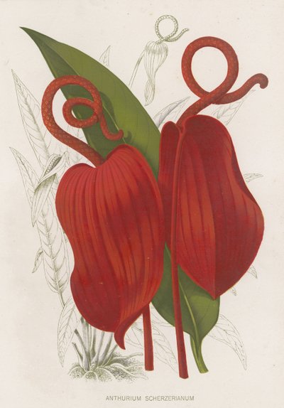 Anthurium Scherzerianum بواسطة مدرسة اللغة الإنجليزية