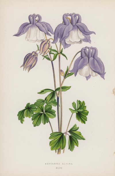 Aquilegia Alpina (colour litho) بواسطة مدرسة اللغة الإنجليزية