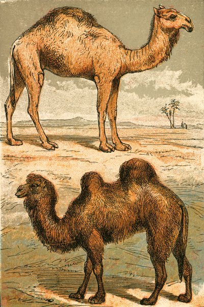 الجمل العربي والجمل البكتري بواسطة مدرسة اللغة الإنجليزية