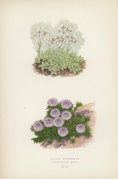 أرابيس أندروساس ؛ Globularia Nana (لون ليثو) بواسطة مدرسة اللغة الإنجليزية