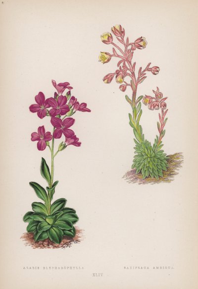 أرابيس بلفاروفيلا ؛ Saxifraga Ambigua (لون ليثو) بواسطة مدرسة اللغة الإنجليزية