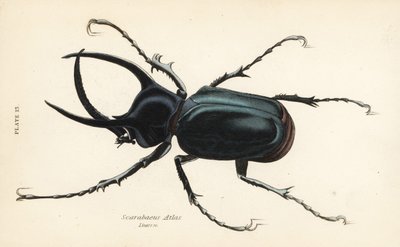 خنفساء الأطلس ، أطلس كالكوسوما (Scarabaeus atlas) بواسطة مدرسة اللغة الإنجليزية