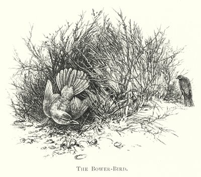 أستراليا: The Bower-Bird (نقش) بواسطة مدرسة اللغة الإنجليزية