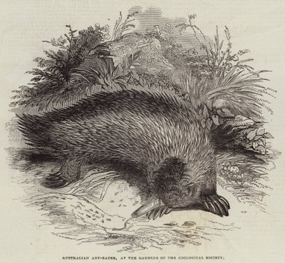 Australian Ant-Eater, at the Gardens of the Zoological Society (engraving) بواسطة مدرسة اللغة الإنجليزية
