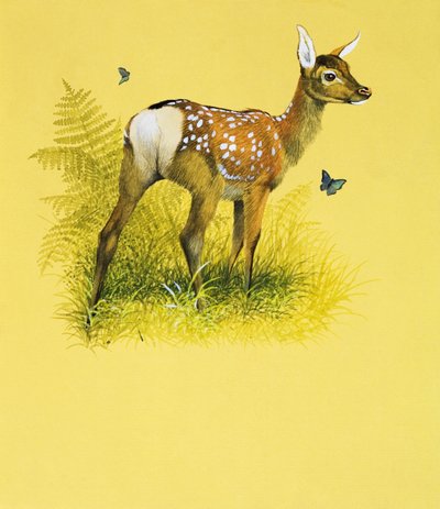 غزال صغير (غواش على ورق) بواسطة مدرسة اللغة الإنجليزية