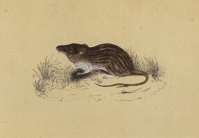 Barbary Mouse (colour litho) بواسطة مدرسة اللغة الإنجليزية