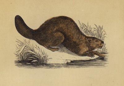 Beaver (colour litho) بواسطة مدرسة اللغة الإنجليزية