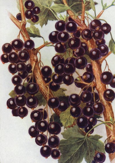 Black Currant "Daniels