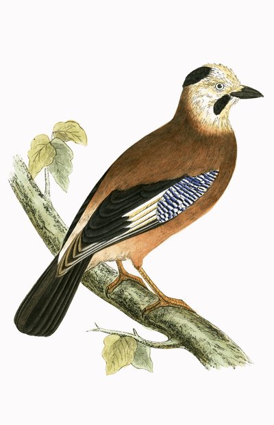 Black Headed Jay ، رسم توضيحي من "تاريخ طيور أوروبا غير المرصودة في الجزر البريطانية" بقلم تشارلز روبرت بري (1811-86) ، نُشر عام 1867 بواسطة مدرسة اللغة الإنجليزية