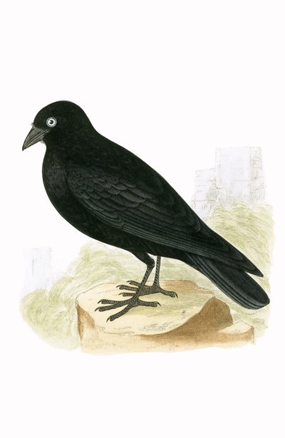 Jackdaw الأسود ، رسم توضيحي من "تاريخ طيور أوروبا غير المرصودة في الجزر البريطانية" بقلم تشارلز روبرت بري (1811-86) ، نُشر عام 1867 بواسطة مدرسة اللغة الإنجليزية