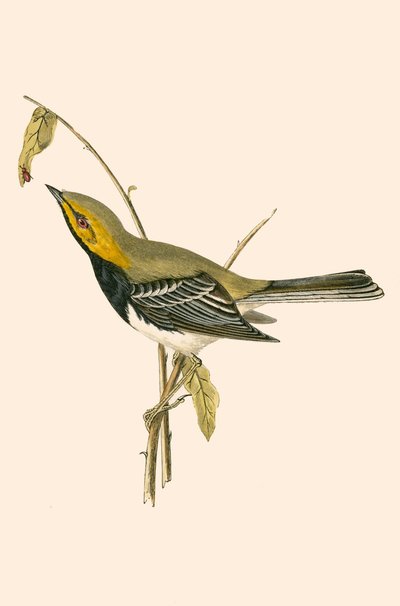 Warbler Black Throated ، توضيح من "تاريخ طيور أوروبا غير المرصودة في الجزر البريطانية" بقلم تشارلز روبرت بري (1811-1886) ، نشر عام 1867 بواسطة مدرسة اللغة الإنجليزية