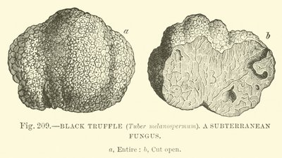 الكمأة السوداء (Tuber melanospermum) ؛ فطر جوفي بواسطة مدرسة اللغة الإنجليزية