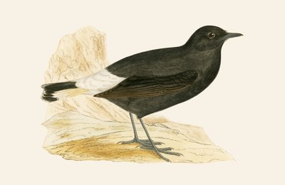 Wheatear الأسود ، توضيح من "تاريخ طيور أوروبا غير المرصودة في الجزر البريطانية" بقلم تشارلز روبرت بري (1811-1886) ، نشر عام 1867 بواسطة مدرسة اللغة الإنجليزية