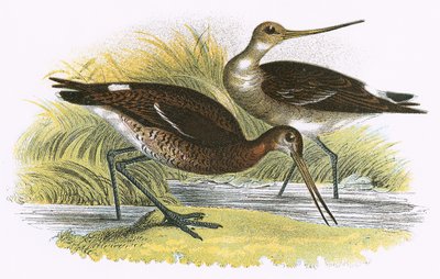 الأسود الذيل Godwit بواسطة مدرسة اللغة الإنجليزية