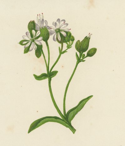 المثانة كامبيون ، أو كاتش فلاي ، Silene Inflata (لون ليثو) بواسطة مدرسة اللغة الإنجليزية