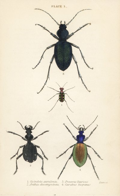 خنفساء النمر ذات النقط الزرقاء أو الذهبية ، Cicindela aurulenta 1 ، خنفساء صابر الأسنان ، Anthia decemguttata 2 ، خنفساء الأرض البنفسجي الضخمة ، Carabus scabrosus tauricus 3 ، والبنجر المطحون ، Carabus hispanus 4 بواسطة مدرسة اللغة الإنجليزية