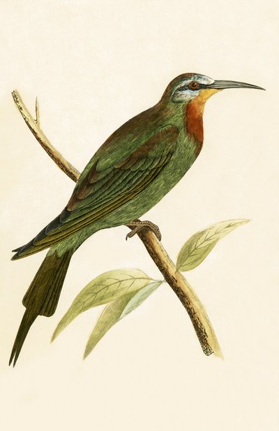 Blue Cheeked Bee Eater ، توضيح من "تاريخ طيور أوروبا غير المرصودة في الجزر البريطانية" بقلم تشارلز روبرت بري (1811-1886) ، نشر عام 1867 بواسطة مدرسة اللغة الإنجليزية