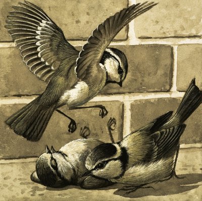 بلوبيردز بواسطة مدرسة اللغة الإنجليزية