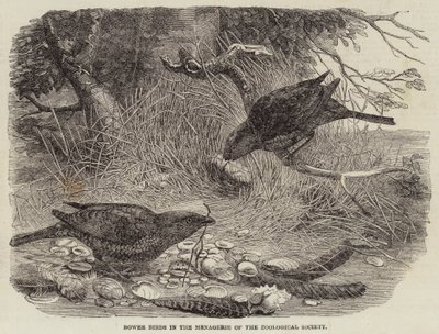Bower Birds in the Menagerie of the Zoological Society (engraving) بواسطة مدرسة اللغة الإنجليزية