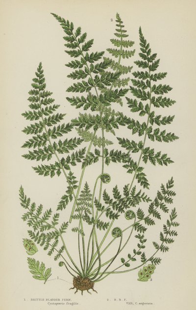 Brittle Bladder Fern (colour litho) بواسطة مدرسة اللغة الإنجليزية